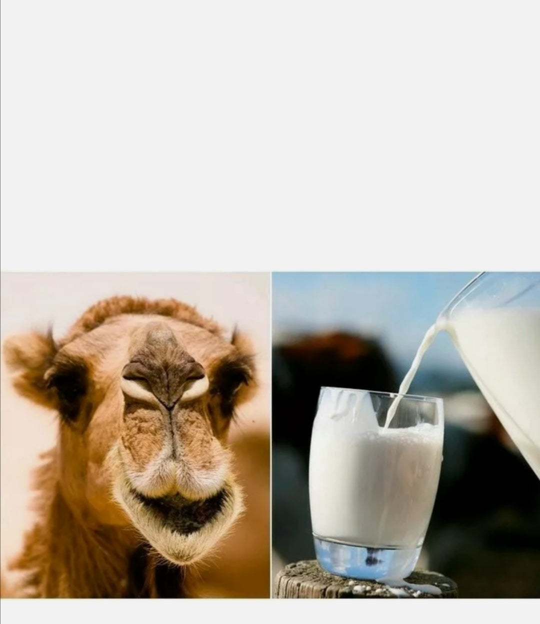 Camels Milk Nutritious Goodness Tasty x 12